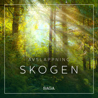 Avslappning - Skogen - Rasmus Broe