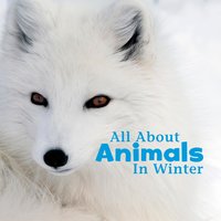 All About Animals in Winter - Martha Rustad