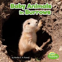 Baby Animals in Burrows - Martha Rustad