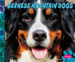 Bernese Mountain Dogs - Allan Morey