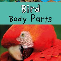 Bird Body Parts - Clare Lewis