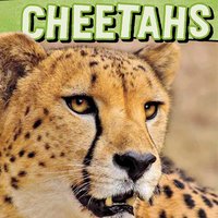 Cheetahs - Tammy Gagne