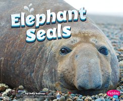 Elephant Seals - Megan Peterson