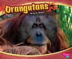 Orangutans - Joanne Mattern