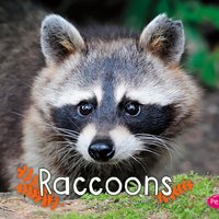 Raccoons - G.G. Lake