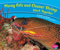 Moray Eels and Cleaner Shrimp Work Together - Martha Rustad