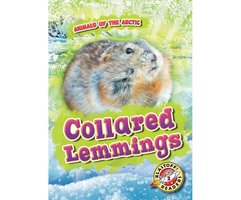 Collared Lemmings - Rebecca Pettiford