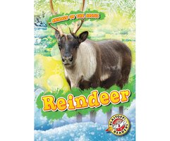 Reindeer - Rebecca Pettiford