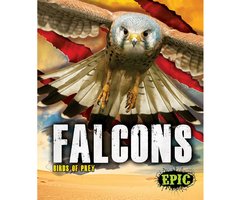 Falcons - Nathan Sommer