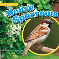 House Sparrows - Lisa Amstutz