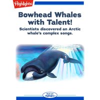 Bowhead Whales with Talent! - Laura Lane