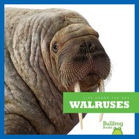 Walruses - Cari Meister