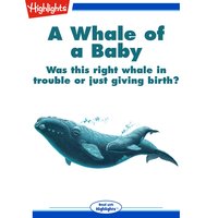 A Whale of a Baby Was this right whale in trouble or just giving birth?: Was this right whale in trouble or just giving birth? - Kim Valice