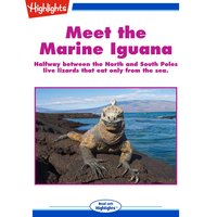 Meet the Marine Iguana: Halfway between the North and South Poles live lizards that eat only from the sea. - Sherry Shahan