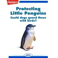 Protecting Little Penguins - Amanda Hill