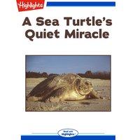 A Sea Turtle's Quiet Miracle - Lorraine A. Jay