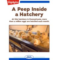 A Peep Inside a Hatchery - Lisa Amstutz