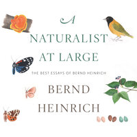 A Naturalist at Large: The Best Essays of Bernd Heinrich - Bernd Heinrich