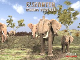 Elefanten - Steven Kinch
