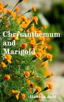 Chrysanthemum and Marigold - Harshita Joshi