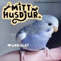 Mitt husdjur: Undulat - Jonas Knutell