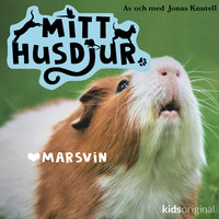 Mitt husdjur: Marsvin - Jonas Knutell