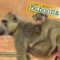 Baboons - Cecilia Pinto McCarthy
