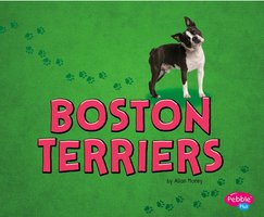 Boston Terriers - Allan Morey