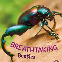 Breathtaking Beetles - Catherine Ipcizade