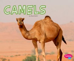 Camels - Rose Davin
