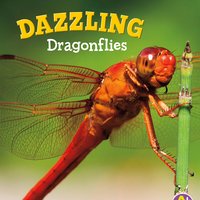Dazzling Dragonflies - Catherine Ipcizade