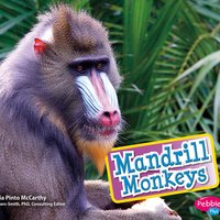 Mandrill Monkeys - Cecilia Pinto McCarthy