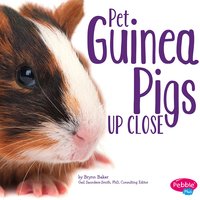 Pet Guinea Pigs Up Close - Brynn Baker