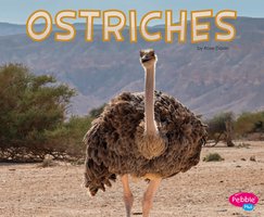 Ostriches - Rose Davin