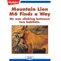 Mountain Lion M6 Finds a Way: He was slinking between two habits. - Nina Kidd