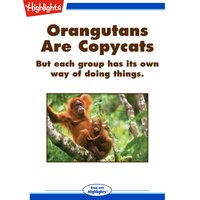 Orangutans Are Copycats: But each groups has its own way of doing things. - Sudipta Bardhan