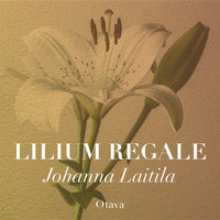 Lilium regale - Johanna Laitila
