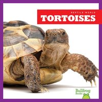 Tortoises - Vanessa Black