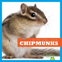 Chipmunks - Mari Schuh