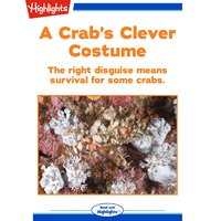 A Crab's Clever Costume: The right disguise means survival for some crabs. - Sudipta Bardhan