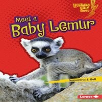 Meet a Baby Lemur