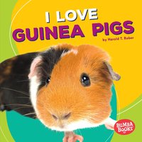 I Love Guinea Pigs - Harold Rober