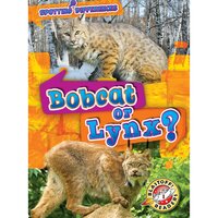 Bobcat or Lynx? - Mari Schuh