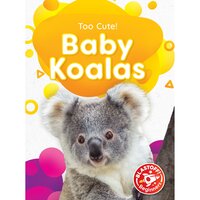 Baby Koalas - Rebecca Sabelko