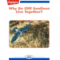 Why Do Cliff Swallows Live Together? - Jack Myers Ph.D.