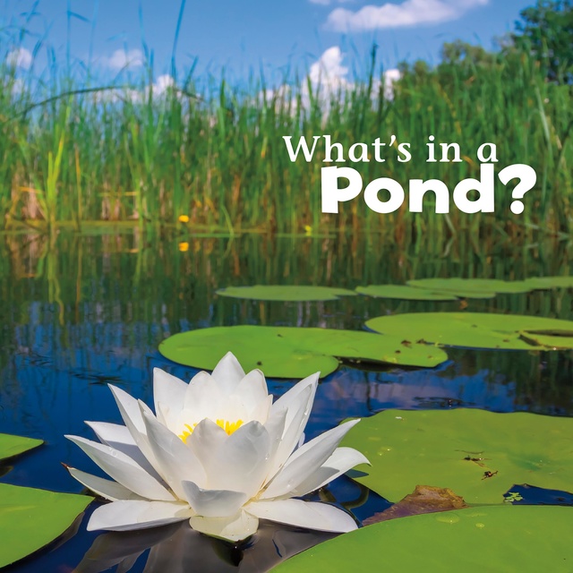 Martha Rustad - What's in a Pond?