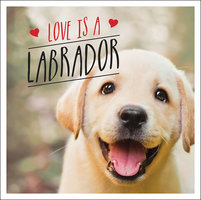 Love is a Labrador - Charlie Ellis