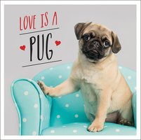 Love is a Pug: A Pugtastic Celebration of The World's Cutest Dogs - Charlie Ellis