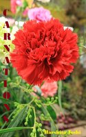 Carnations - Harshita Joshi