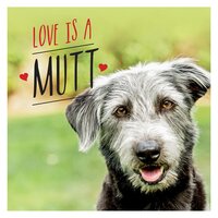 Love is a Mutt: A Dog-Tastic Celebration of the World's Cutest Mixed and Cross Breeds - Charlie Ellis